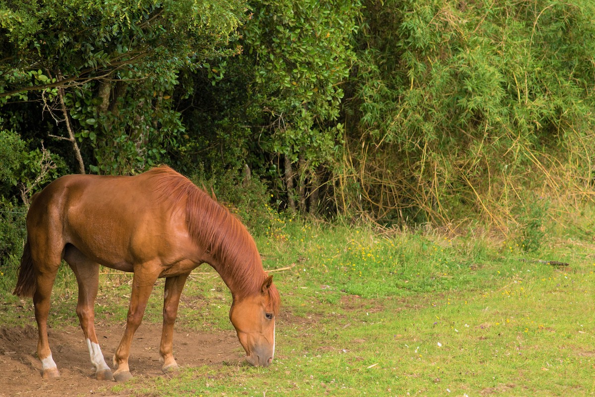Parcela con orilla río Maullín Los Muermos