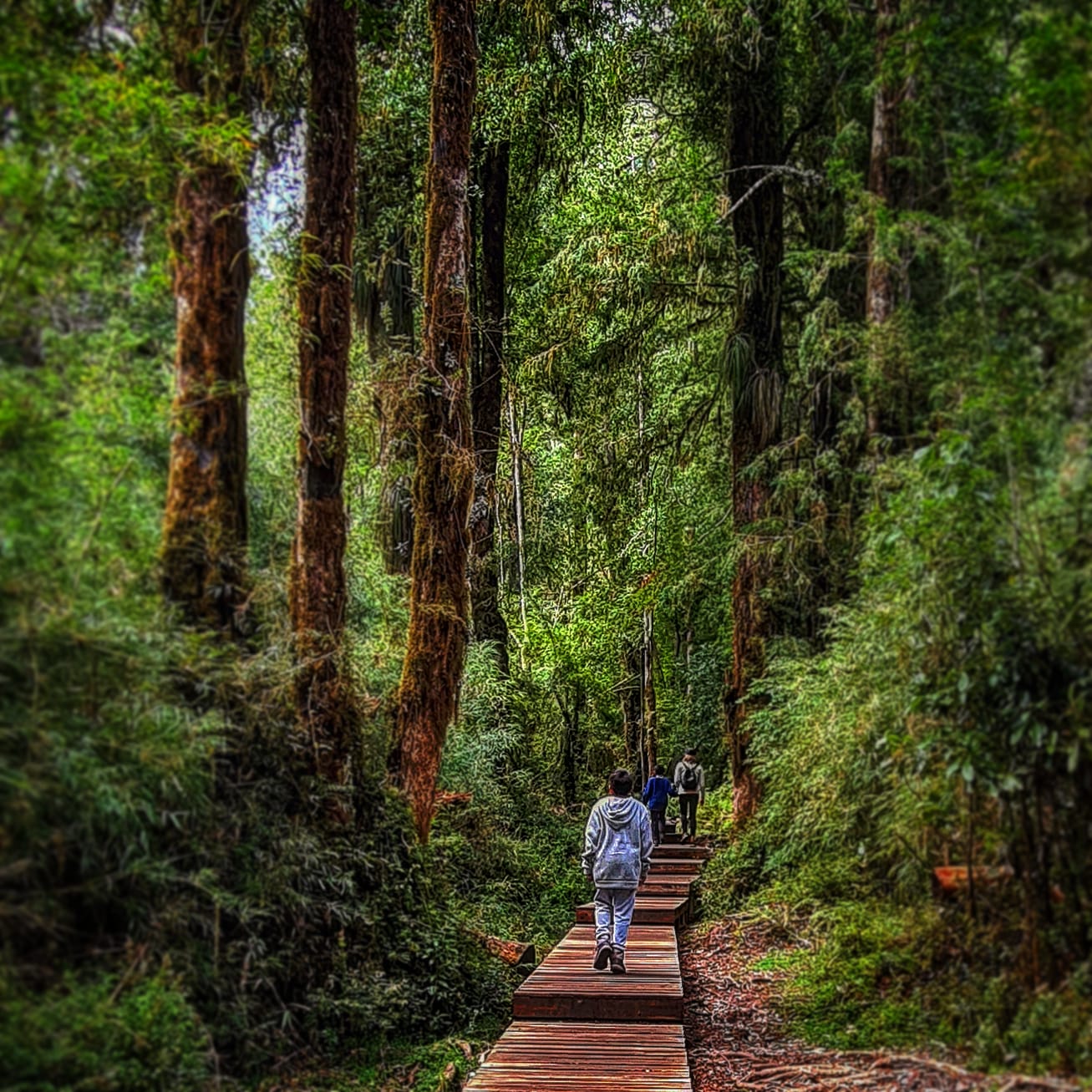 Mirador de Petrohué Puerto Varas