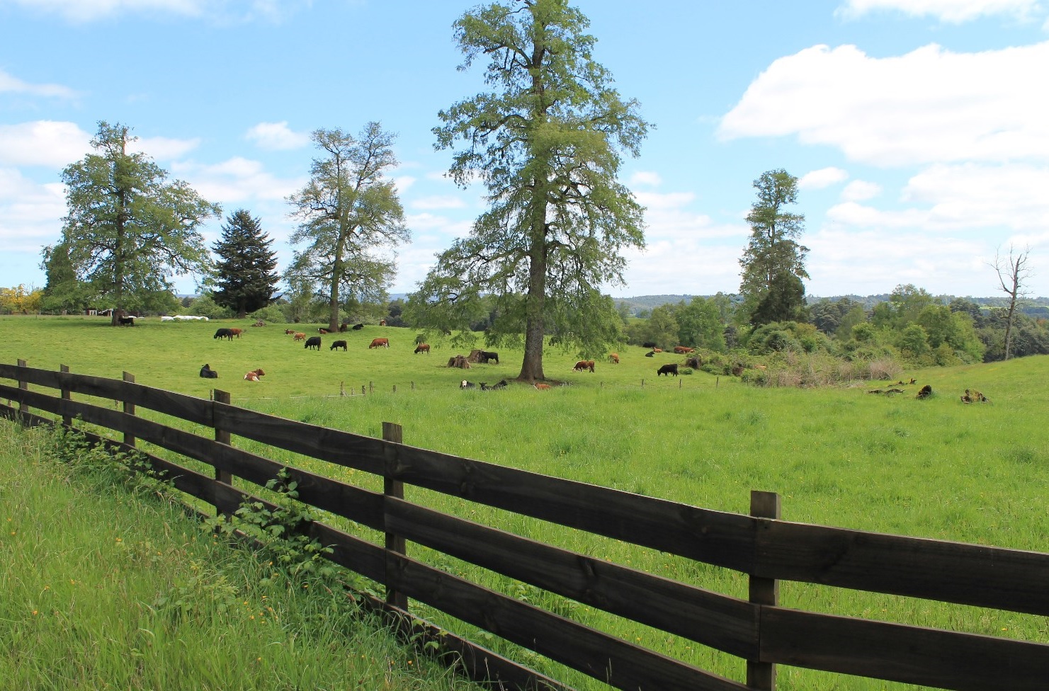 Campo Ganadero San Carlos Los Muermos