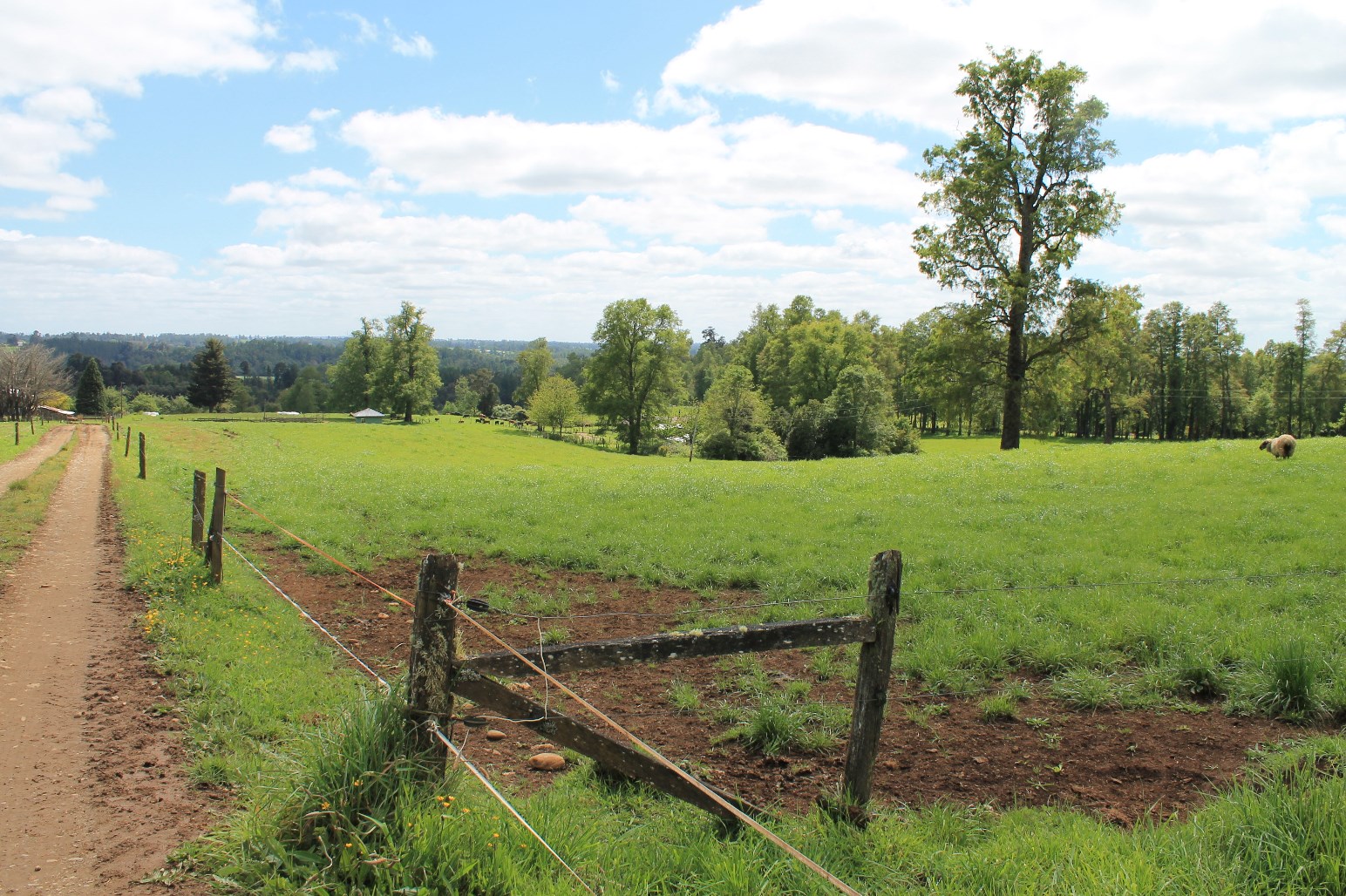Campo Ganadero San Carlos Los Muermos