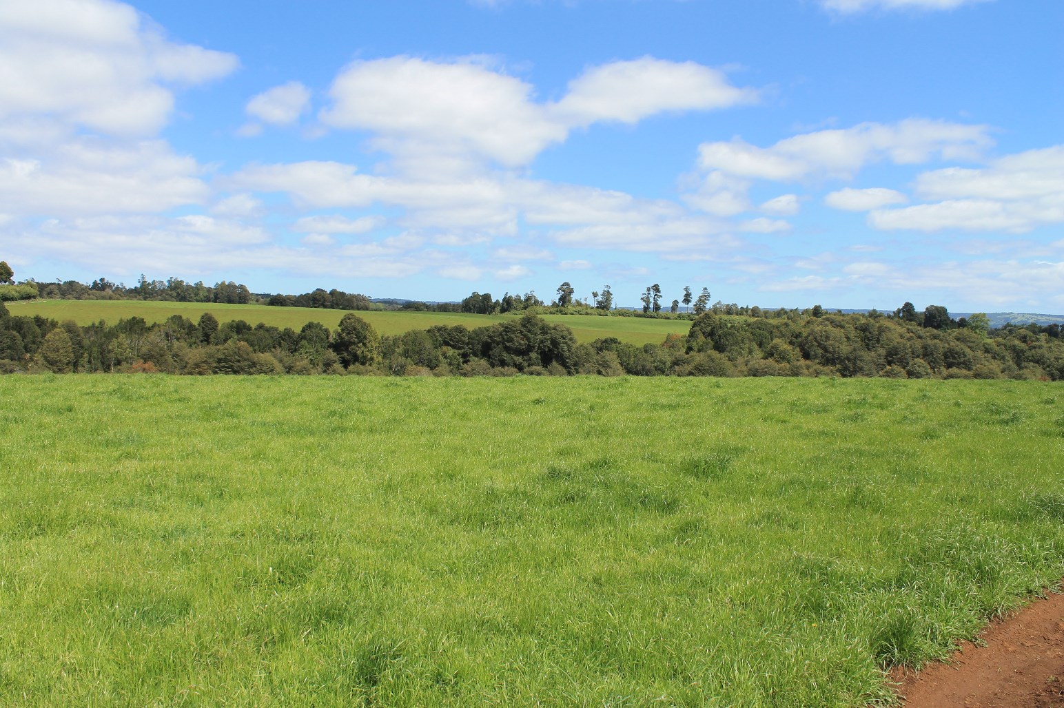 Campo Ganadero San Carlos Los Muermos